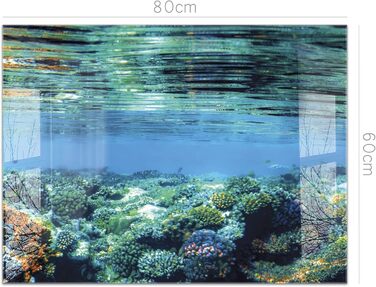 Кухонний фартух timalo зі скляним виглядом Північне море, очерет, захід сонця, океан, солома 2-мм акрилове скло Бризкозахисна стінка для плити, скляний кухонний фартух, акрилові скляні стінові панелі, захисна панель для фартуха (80 x 60 см, 311- Coral Ree