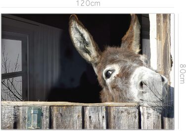 Кухонний фартух timalo зі скляним виглядом Акрилове скло 2 мм Бризкозахисна стіна для плити, скляний фартух, акрилові скляні стінові панелі, захисна панель для фартуха Бетонно-блакитно-сірий (120x80 см, 240- Donkey)